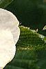 Rhodotypos scandens, flowers