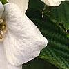 Rhodotypos scandens, flowers