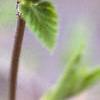 Rhodotypos scandens, fruit