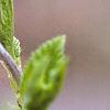 Rhodotypos scandens, fruit