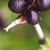 Rhodotypos scandens, fruit