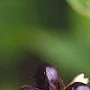 Rhodotypos scandens, fruit