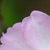 Rosa 'Bermuda's Kathleen', flowers