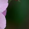 Rosa 'Bermuda's Kathleen', flowers