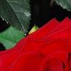 Rosa 'Cesar E. Chavez', flowers
