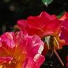 Rosa 'Cherry Parfait', flowers