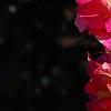 Rosa 'Cherry Parfait', flowers