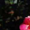 Rosa 'Cherry Parfait', flowers