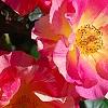 Rosa 'Cherry Parfait', flowers