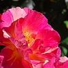Rosa 'Cherry Parfait', flowers