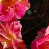 Rosa 'Cherry Parfait', flowers
