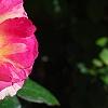 Rosa 'Cherry Parfait', flowers