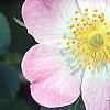 Rosa rubiginosa, flowers