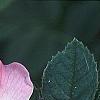 Rosa rubiginosa, flowers