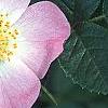 Rosa rubiginosa, flowers
