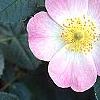 Rosa rubiginosa, flowers
