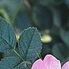 Rosa rubiginosa, flowers