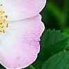 Rosa rubiginosa, flowers