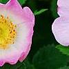 Rosa rubiginosa, flowers