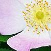 Rosa rubiginosa, flowers