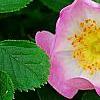 Rosa rubiginosa, flowers