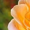 Rosa 'Flo Nelson', flowers