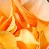 Rosa 'Flo Nelson', flowers