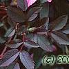 Rosa glauca, flowers