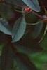 Rosa glauca, flowers