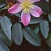 Rosa glauca, flowers