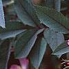 Rosa glauca, flowers