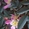 Rosa glauca, flowers