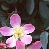 Rosa glauca, flowers