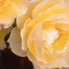 Rosa 'Graham Thomas', flowers