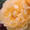 Rosa 'Graham Thomas', flowers