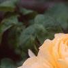 Rosa 'Graham Thomas', flowers