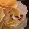 Rosa 'Graham Thomas', flowers