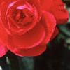 Rosa x 'Henry Kelsey', flowers