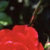 Rosa x 'Henry Kelsey', flowers