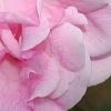Rosa 'Hall Plot', flowers