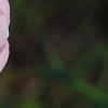 Rosa 'Hall Plot', flowers