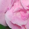 Rosa 'Hall Plot', flowers