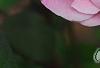 Rosa 'Hall Plot', flowers