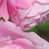 Rosa 'Hall Plot', flowers