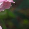 Rosa 'Hall Plot', flowers