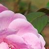 Rosa 'Hall Plot', flowers