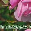 Rosa 'Hall Plot', flowers
