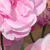 Rosa 'Hall Plot', flowers