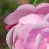 Rosa 'Hall Plot', flowers