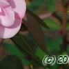 Rosa 'Hall Plot', flowers